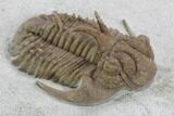 Hoplolichoides Trilobite With Cystoids - Russia #99197-3
